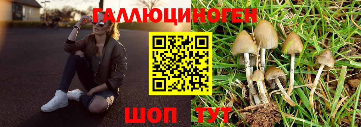 Галлюциногенные грибы Psilocybine cubensis Ковров